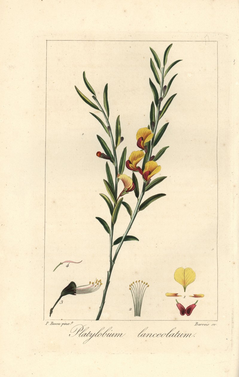 Platylobium lanceolatum, inheems in Australië. Handgekleurde stipple gravure op koper door Barrois naar een botanische illustratie door Pancrace Bessa uit Mordant de Launay