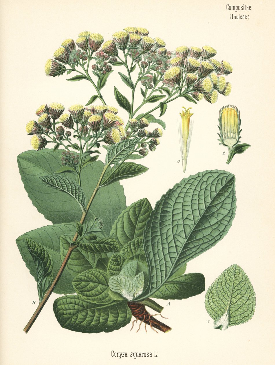 Boerenwormkruid, Inula conyza. Chromolithografie naar een botanische illustratie uit Hermann Adolph Koehler