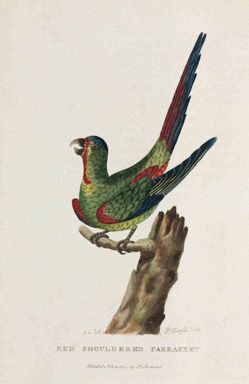 Roodschouderparkiet, Australië, c 1788 door Unbekannter Künstler