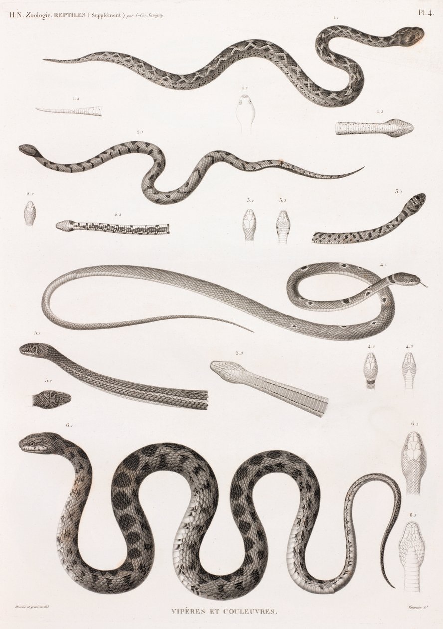 Reptielen: adders en slangen door Unbekannt