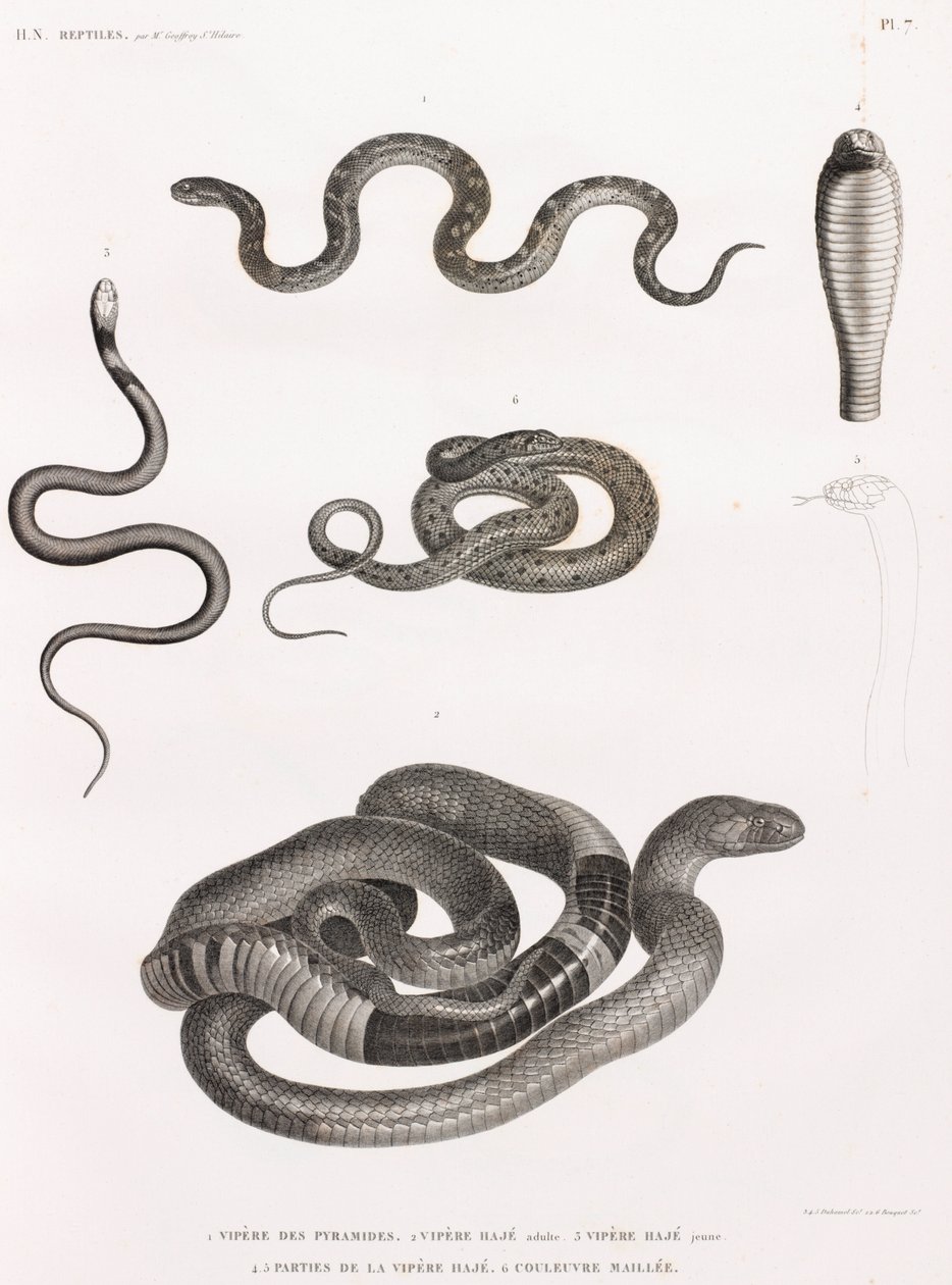 Reptielen: serie illustraties van slangen door Unbekannt