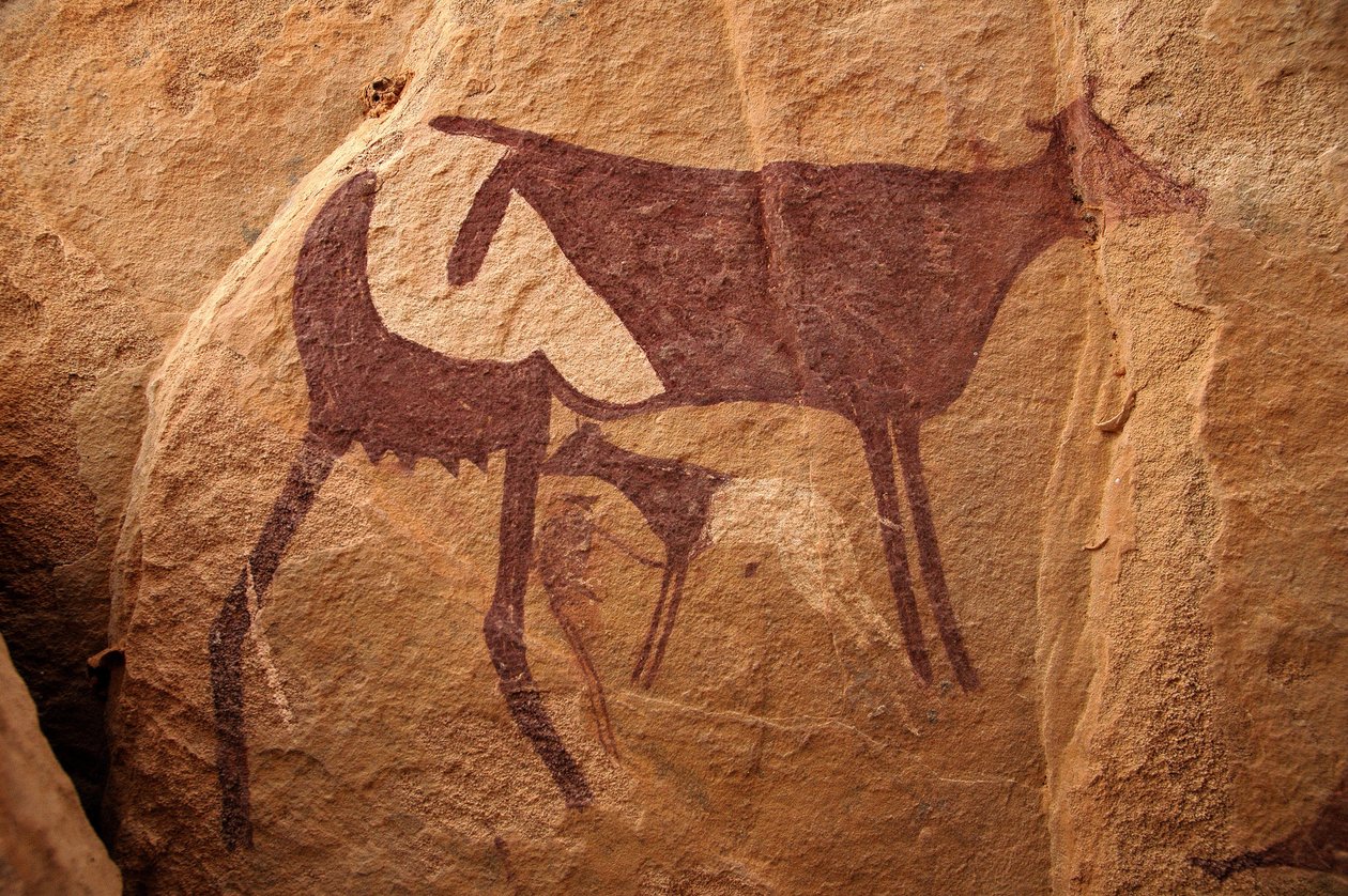Rotstekeningen, Prehistorie: Rotsschildering van een grote tweekleurige koe en haar kalf in een versierd onderkomen, in het Uweinat-massief, Soedan. Periode van 8000 tot 3000 jaar v.Chr. Fotografie door Unbekannt