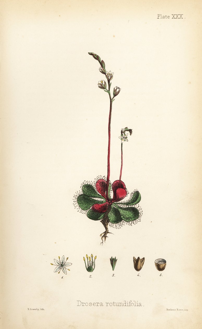 Rondbladig zonnedauw, Drosera rotundifolia. Handgekleurde lithografie door Henry Sowerby uit Edward Hamilton