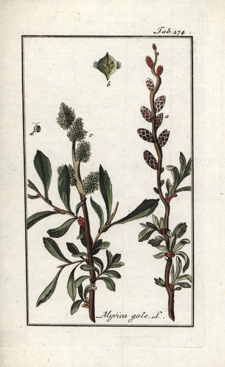Koninklijke peper of moerasmirte (Myrica gale). Lithografie uit 