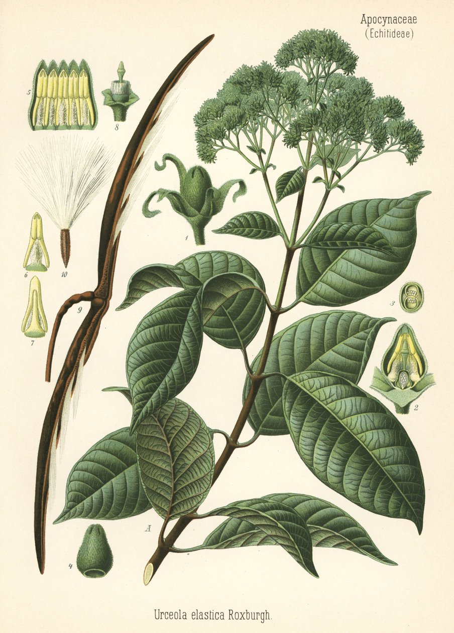 Rubberboom, Urceola elastica. Chromolithografie naar een botanische illustratie uit Hermann Adolph Koehler