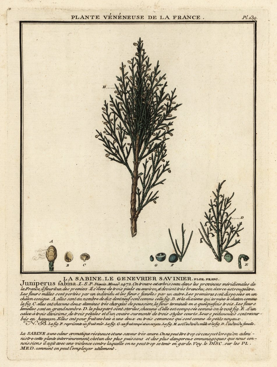 Jeneverbes of savin, Juniperus sabina door Unbekannter Künstler