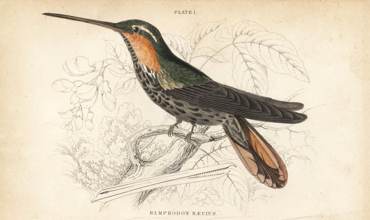 Zaagbekheremiet, Ramphodon naevius (Gevlekte zaagbekkolibrie) - William Jardine