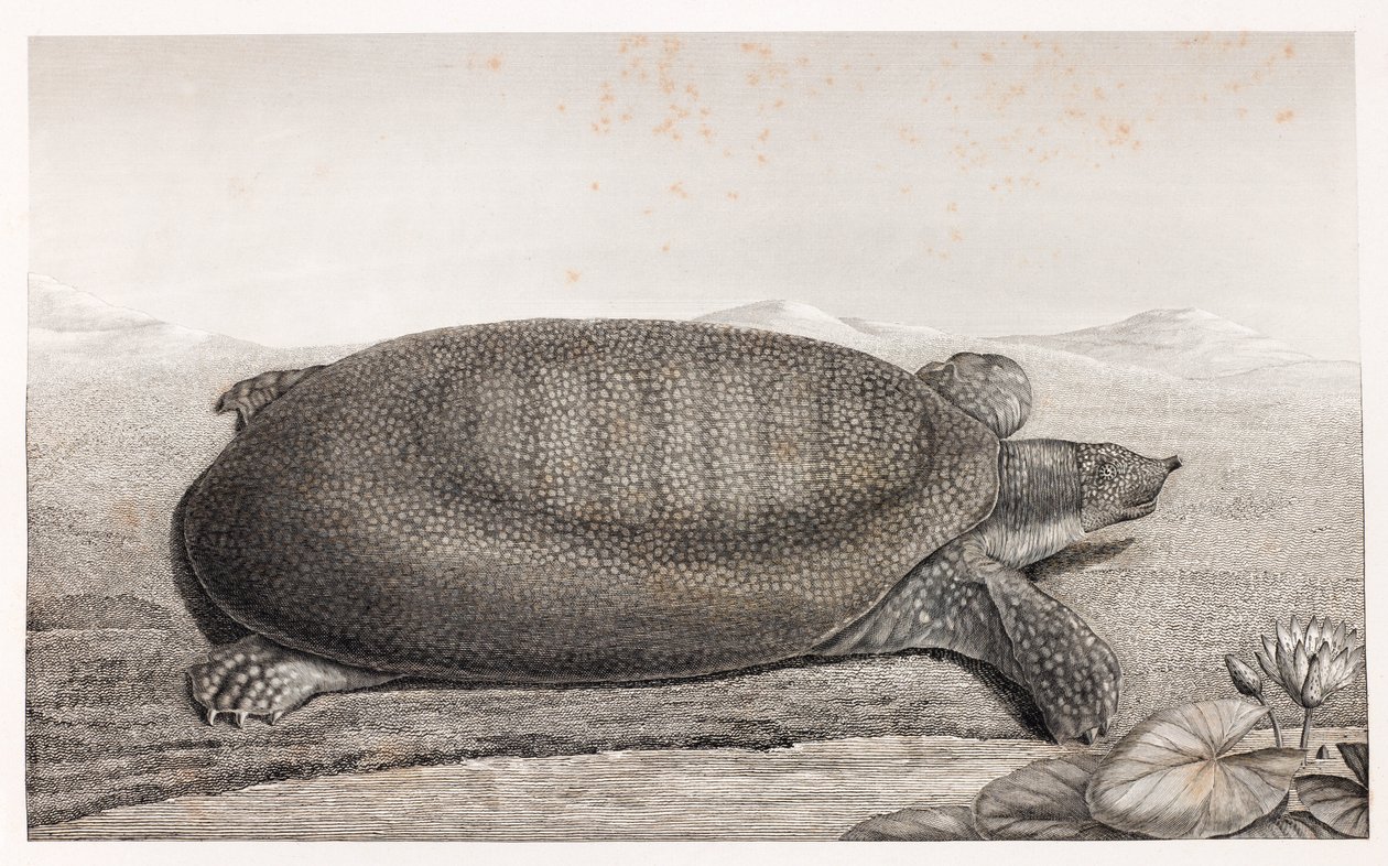 Zijaanzicht van een schildpad door Unbekannt