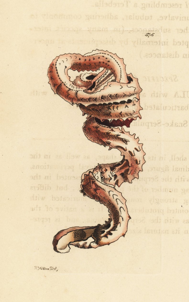 Gespleten wormschelp, Tenagodus anguinus (Muricated serpula, Serpula muricata) door Unbekannter Künstler