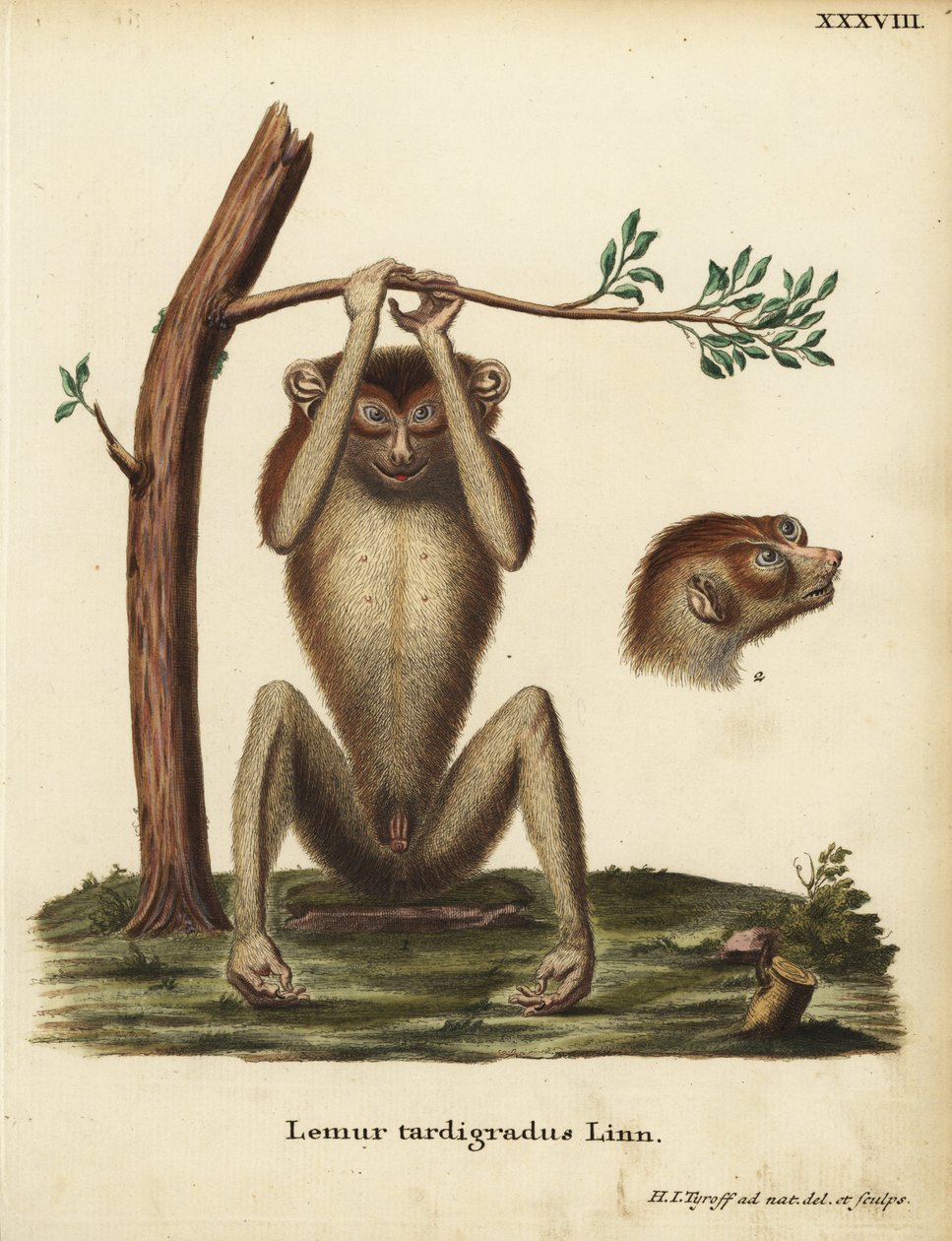 Langzame lemur of rode slanke lori, Loris tardigradus. Bedreigd. Lemur tardigradus Linn. Handgekleurde kopergravure getekend en gegraveerd naar de natuur door Hermann Jakob Tyroff uit Johann Christian Daniel Schreber