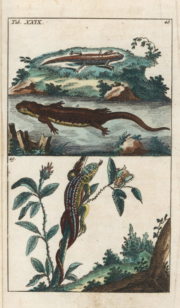 Gladde of Gewone Triton en Zandhagedis - Sterk Water door Gottlieb Tobias Wilhelm (1758-1811), uit Encyclopedie of Natural History: Amphibians door Unbekannter Künstler