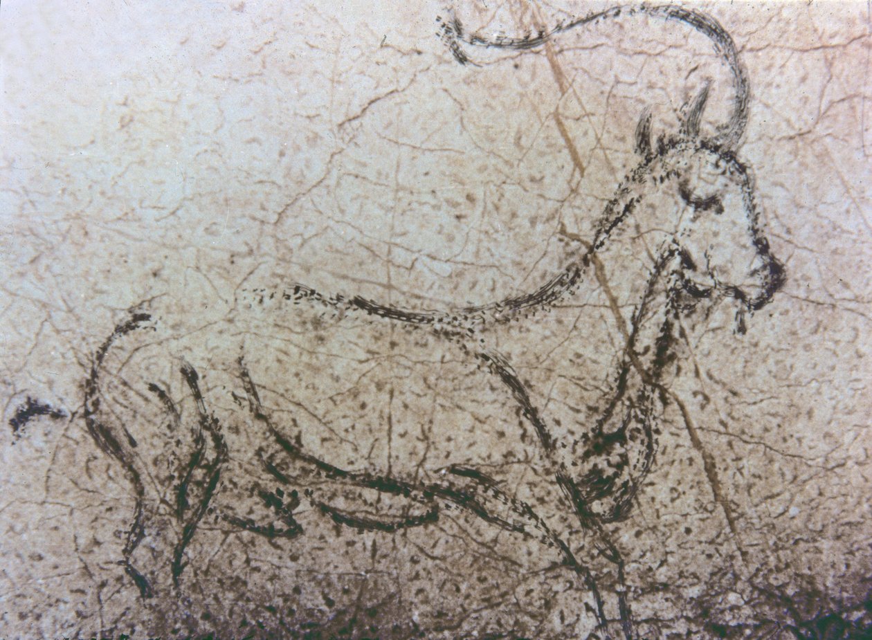 Spaanse geit, Paleolithische periode, ca. 40000-12000 v.Chr. (rots schildering) door Unbekannter Künstler