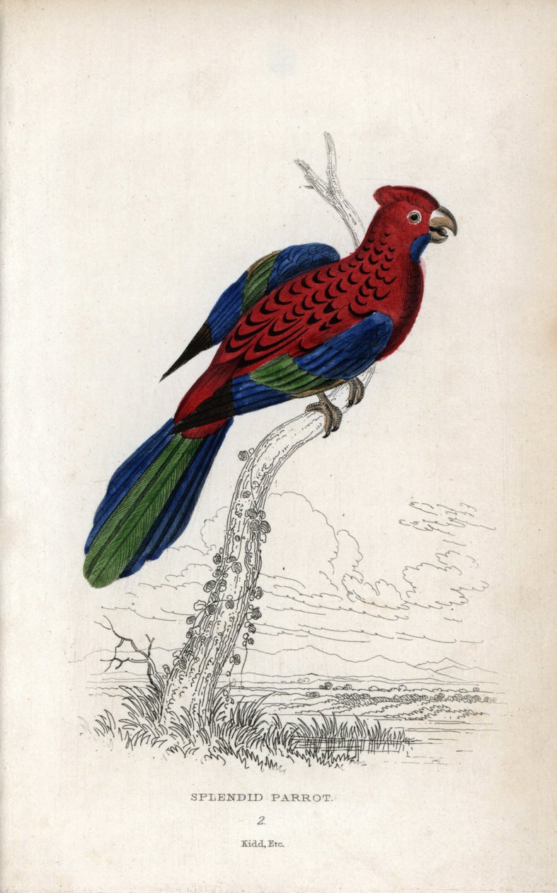 Prachtige papegaai. Lithografie van Joseph Kidd, gebaseerd op een tekening van John Audubon, in Miscellany of Natural History: Parrots, Sir Thomas DiK Lauder en Captain Thomas Brown, gepubliceerd in Edinburgh, Schotland, in 1833 door Unbekannter Künstler