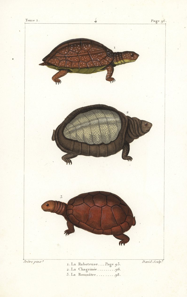 Gevlekte pootschildpad, Rhinoclemmys punctularia 1, Indiase flapshell schildpad, Lyssemys punctata 2, en Noord-Afrikaanse helm schildpad, Pelomedusa subrufa olivacea. Handgekleurde kopergravure door David naar een illustratie door Jean-Gabriel Pretre uit B door Unbekannter Künstler