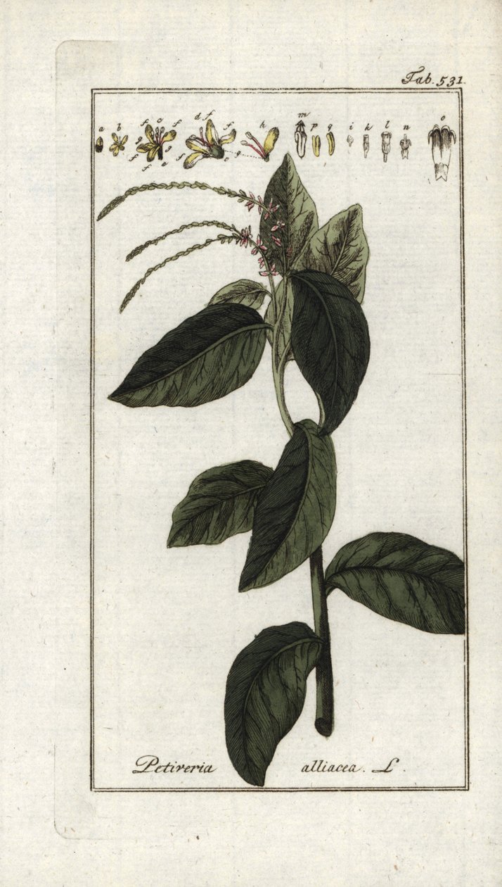 Stinkende verbena of knoflookliana (Petiveria alliacea). Lithografie uit “Afbeelding der Artseny-Gewassen” door Johannes Zorn (1739-1799), Nederland door Unbekannter Künstler