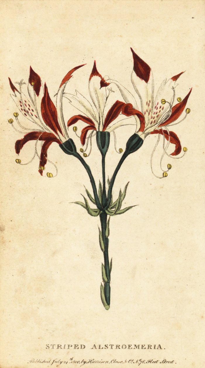 Gestreepte alstroemeria, Alstroemeria ligtu, 1800 (gravure) door Unbekannter Künstler