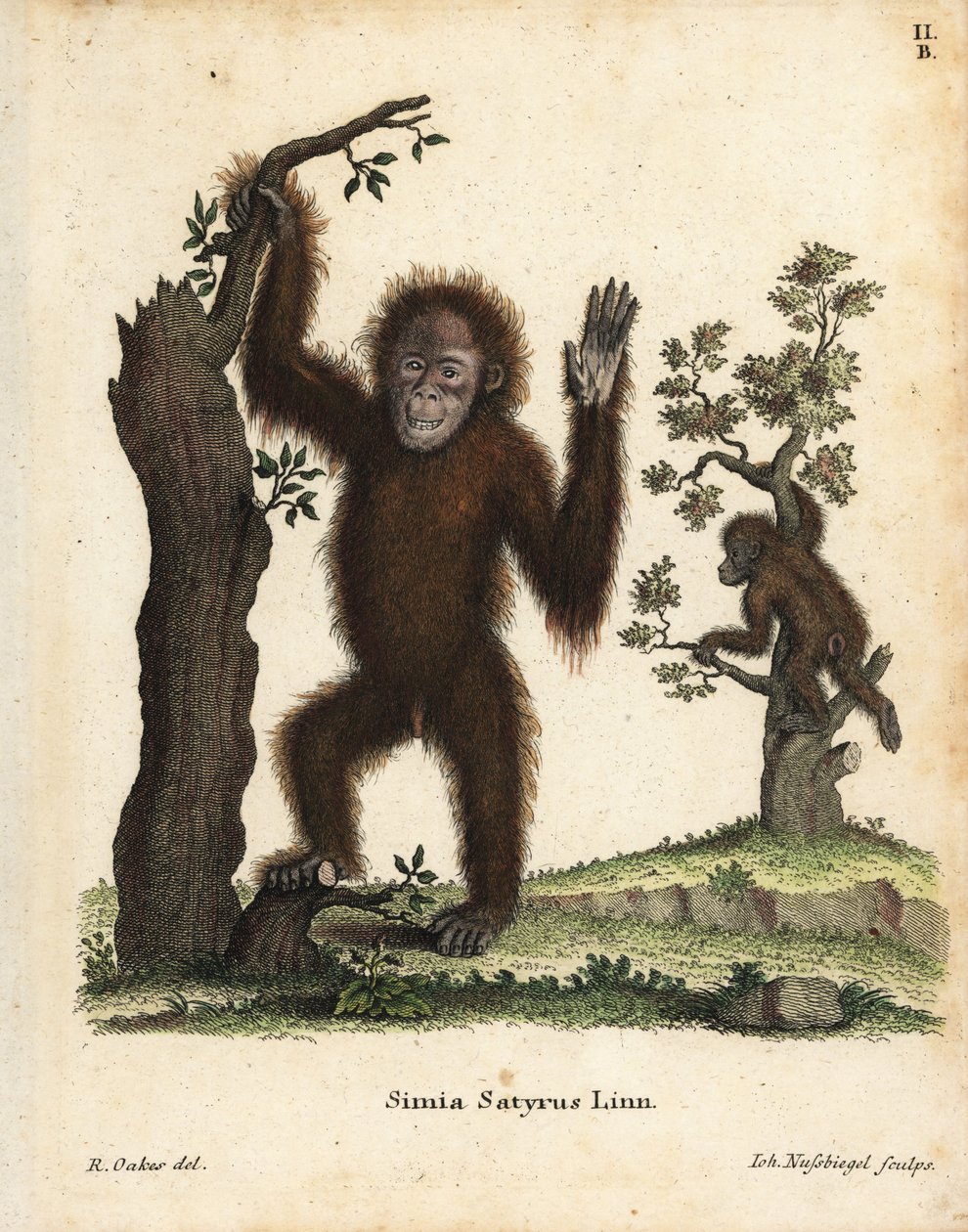 Sumatraanse orang-oetan, Pongo abelii. Kritiek bedreigd. Handgekleurde kopergravure naar een illustratie door R. Oakes uit Johann Christian Daniel Schreber