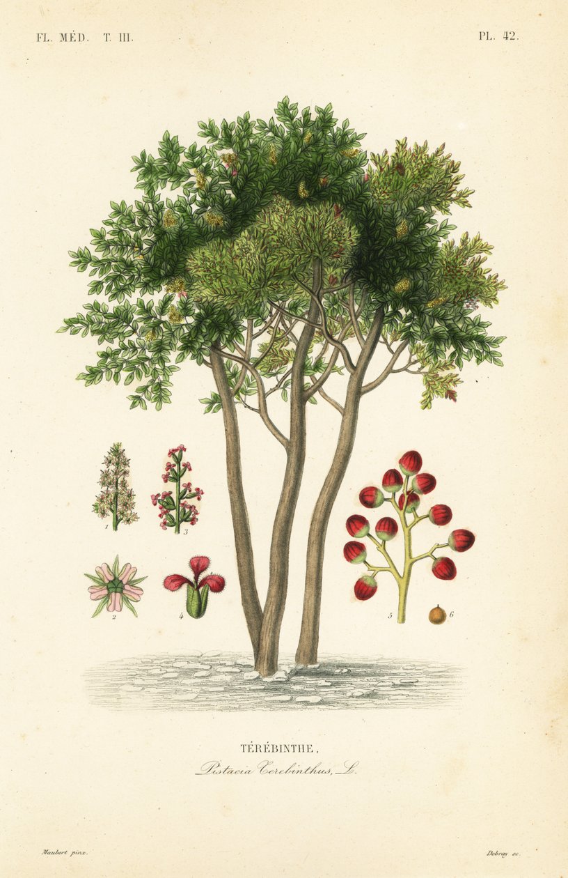 Terebint of terpentijnboom, Pistacia terebinthus door Unbekannt