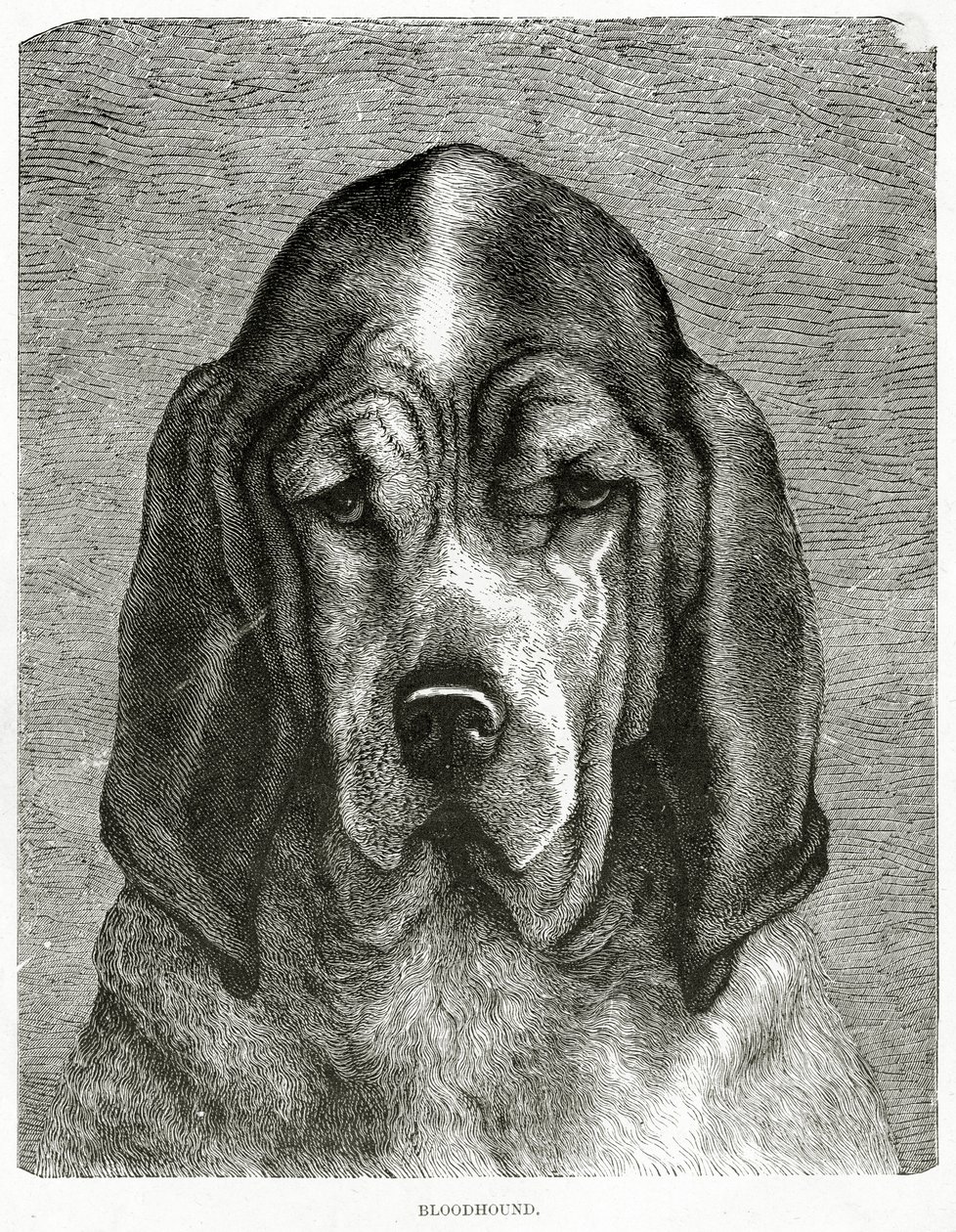 De Bloedhond. 1902 door Unknown