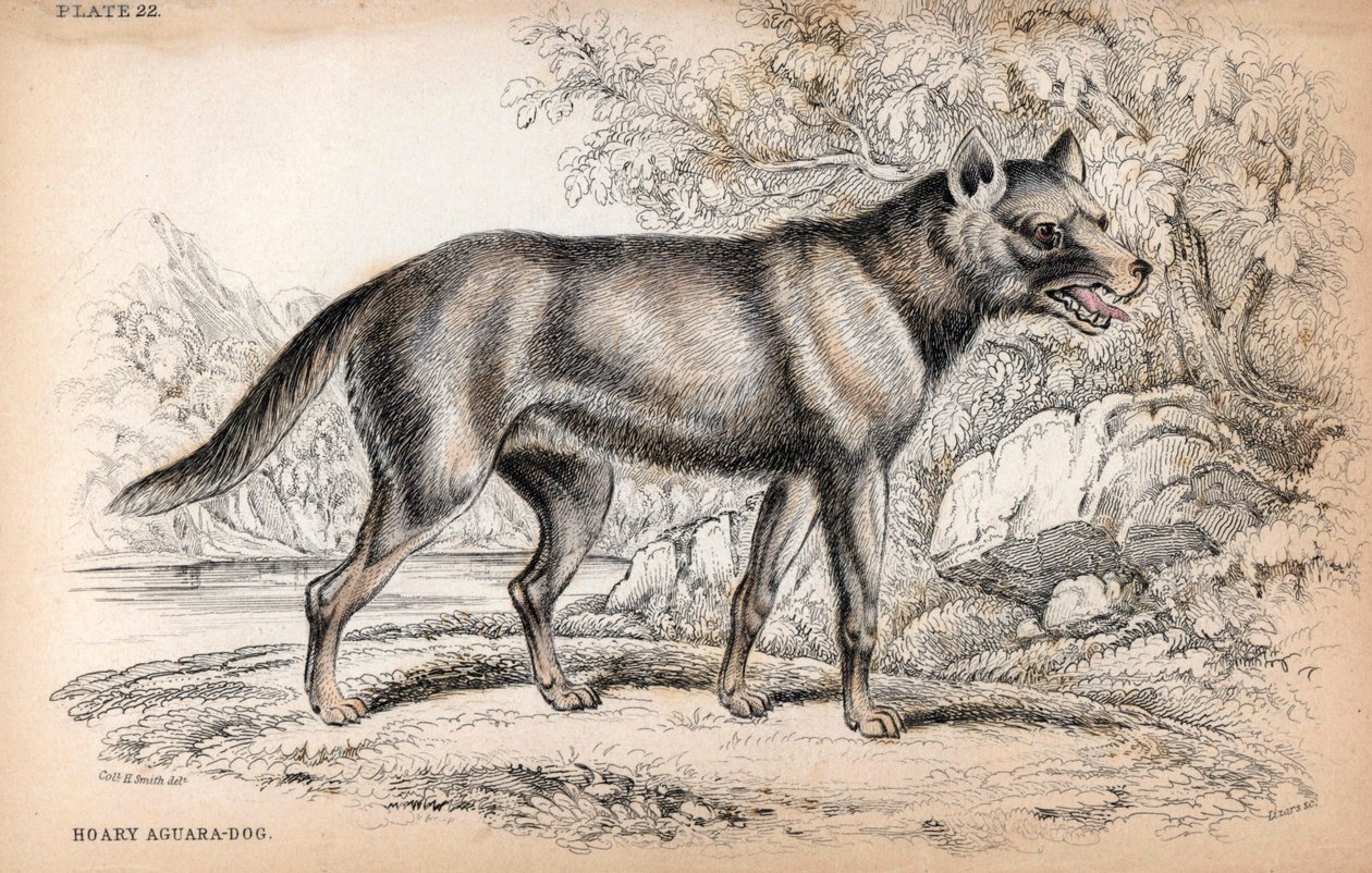 De Chenu Vos of Vos van Brazilië, Lycalopex vetulus - Lithografie door Kolonel Charles Hamilton Smith ter illustratie van Naturalist