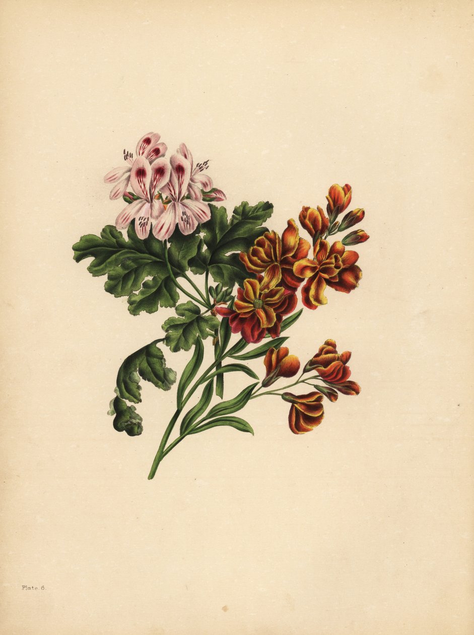 De Helen Geranium, Voorkeur; De tuinmuurbloem, Trouw in tegenspoed door Unbekannt