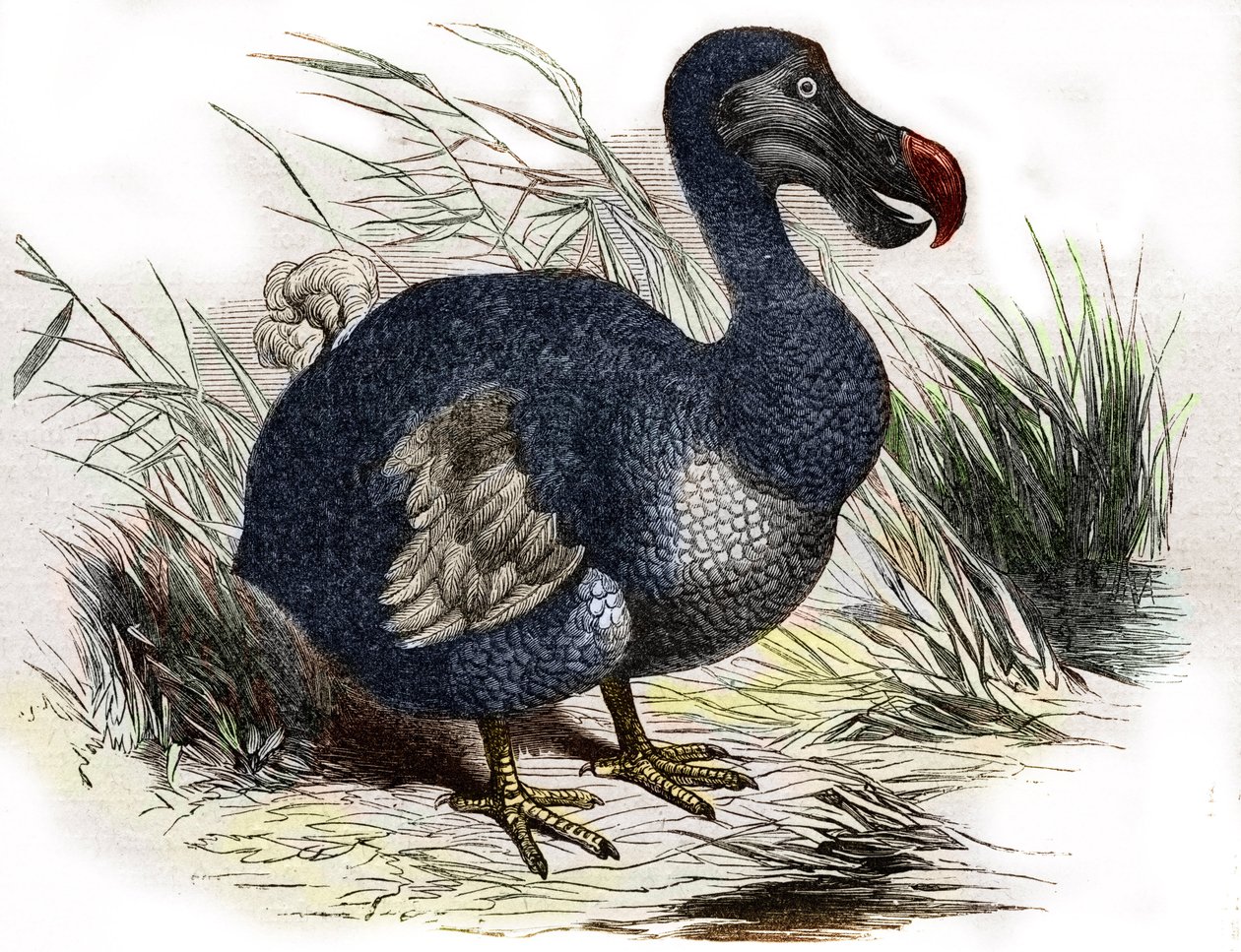 De dodo door Unbekannter Künstler