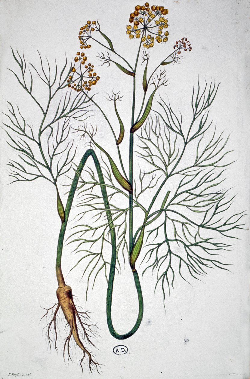 De venkel, ca. 1850 (gravure) door Unbekannter Künstler