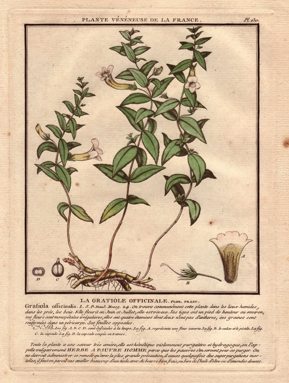 De gratiole officinale (Gratiola officinalis). Giftige plant, beschrijving van plant, stengel, bladeren, bloemen en wortels. Details van kelk, stamper en capsule. Eau forte en couleurs 18e eeuw, in Herbier de la France (1780-1793) door Unbekannter Künstler