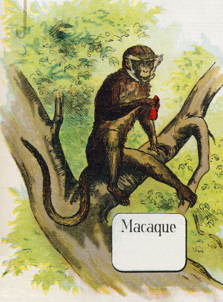 De makaak. Gravure in "ABC L