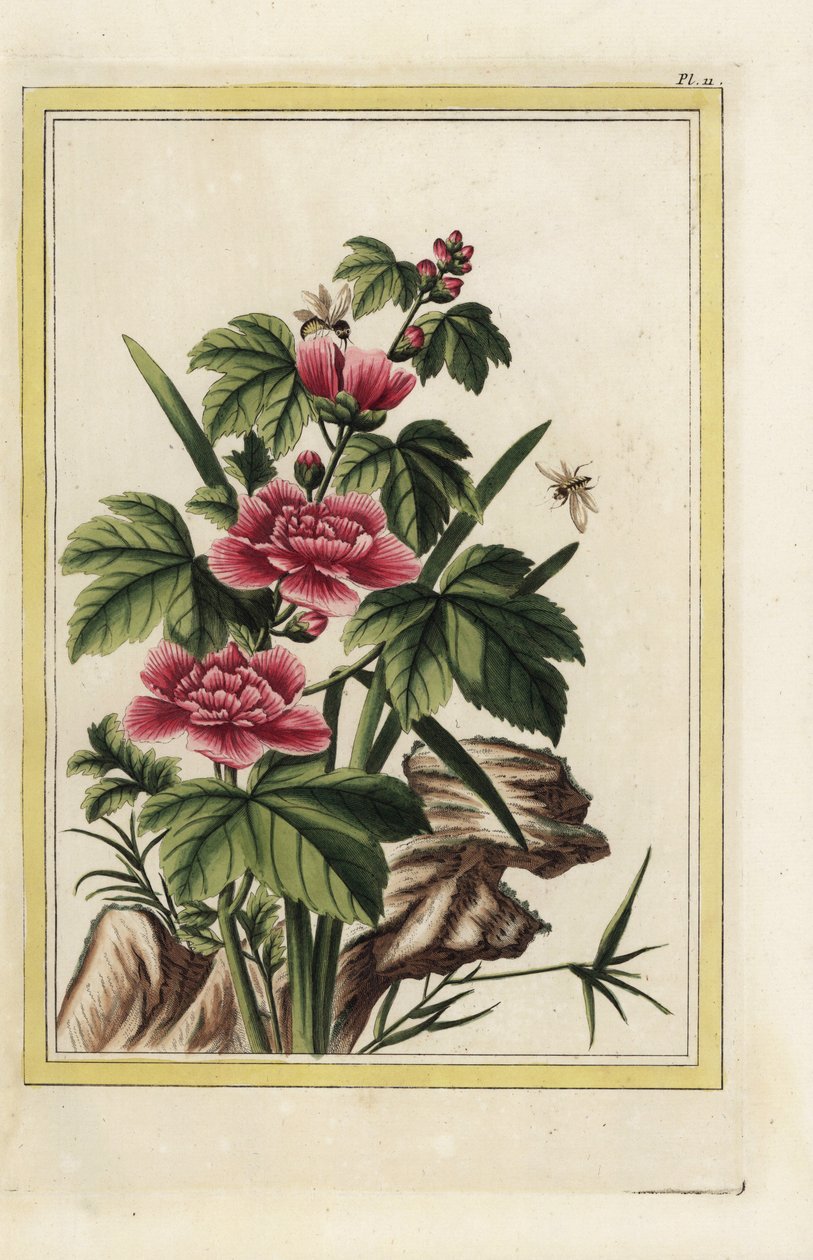 De paarse boom heeft vleesbloemen. Rozenkaasjeskruid, Hibiscus syriacus. Handgekleurde ets uit Pierre Joseph Buchoz 