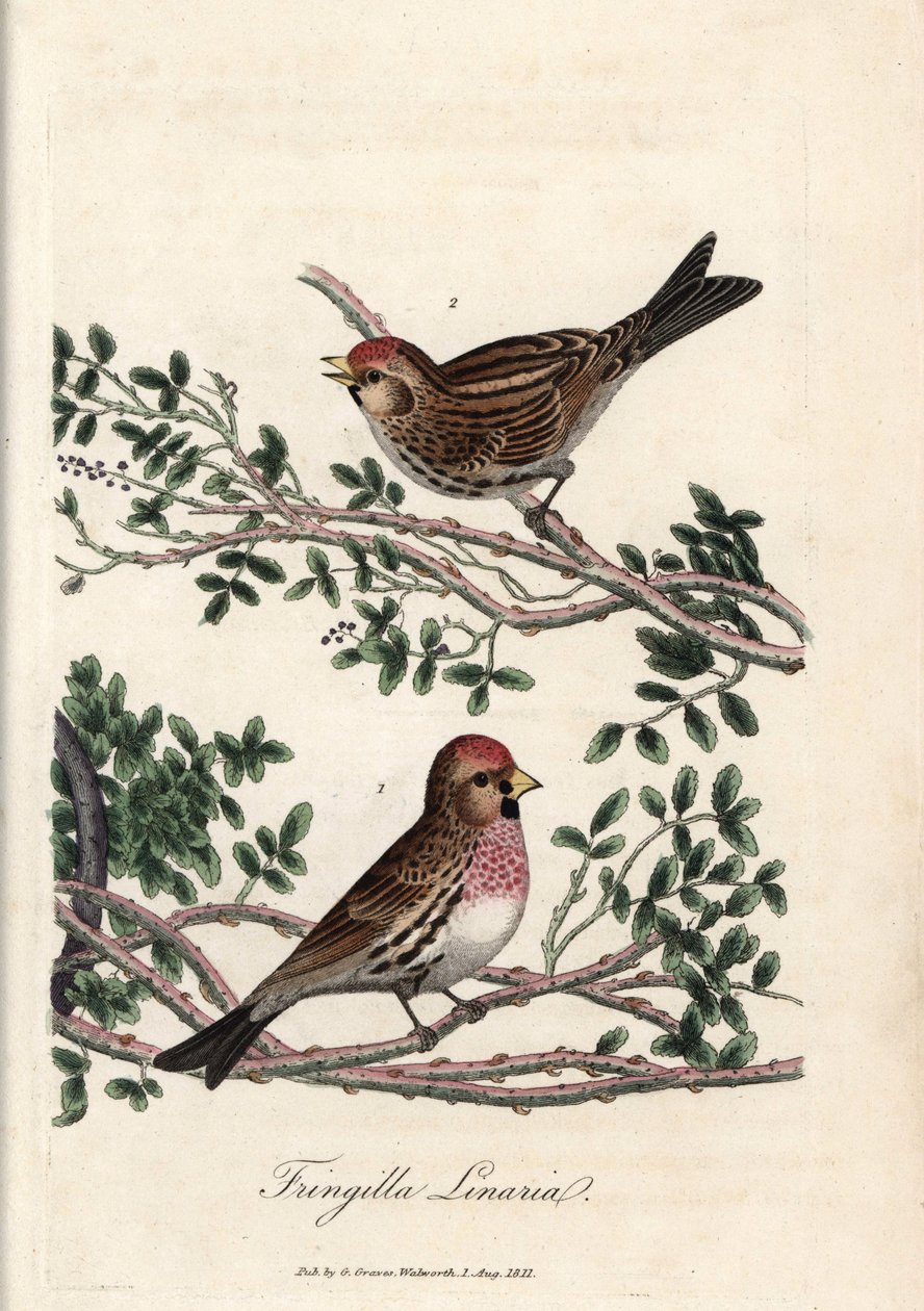De sizerin of kleine linotte. Gekleurde kopergravure door George Graves, in British Ornithology door Unbekannter Künstler