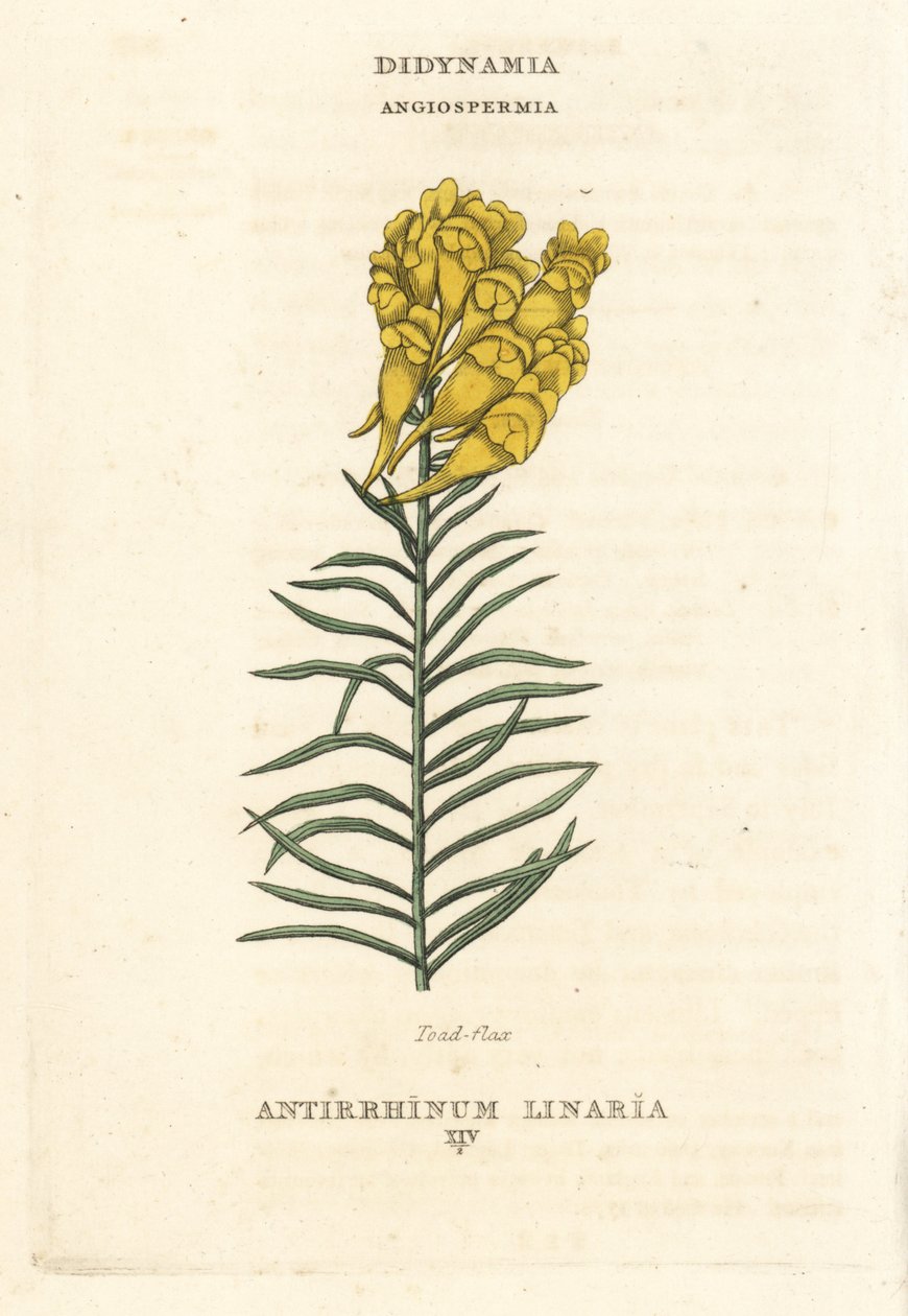 Vlasleeuwenbek, Linaria vulgaris (Antirrhinum linaria). Handgekleurde kopergravure naar een illustratie van Richard Duppa uit zijn The Claves and Orders of the Linnaean System of Botany, Longman, Hurst, Londen door Unbekannter Künstler