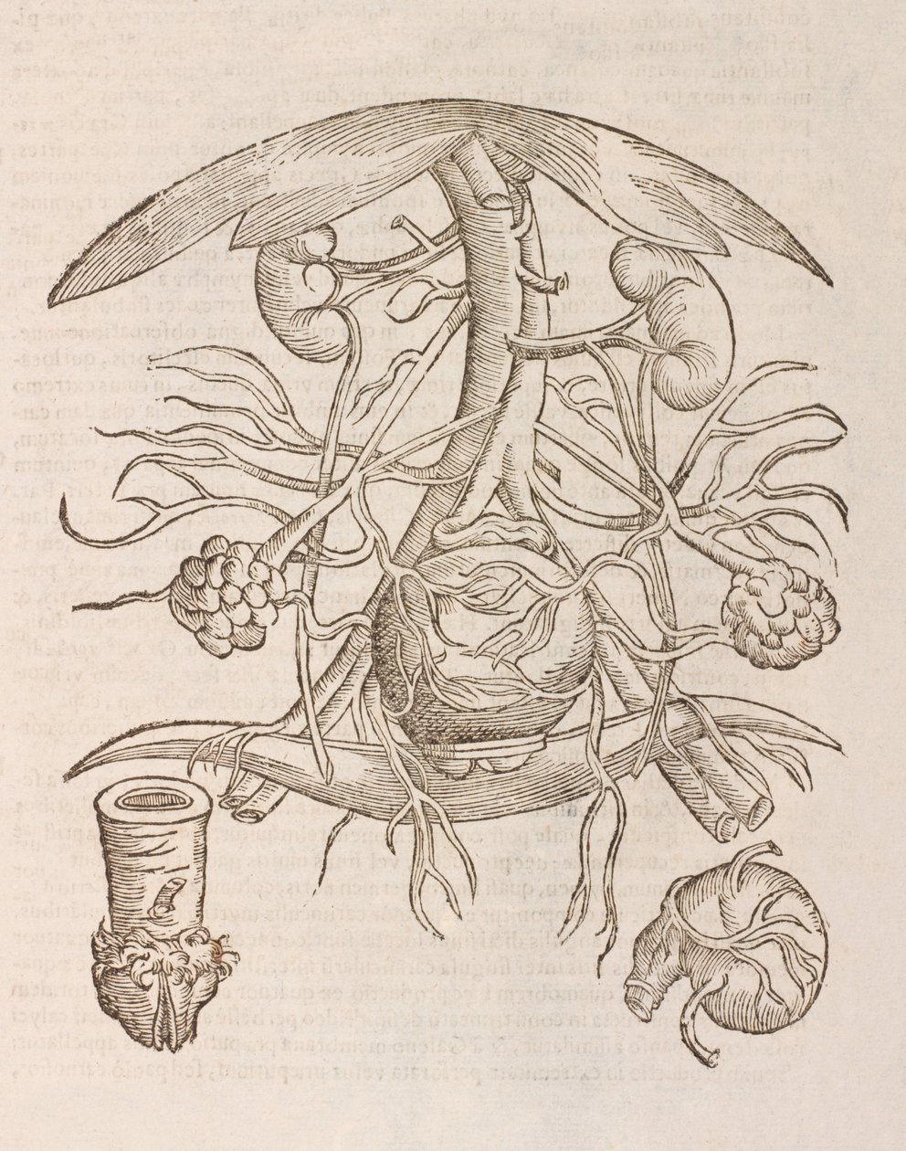 Uterus orificium internum ostendens door Unbekannt