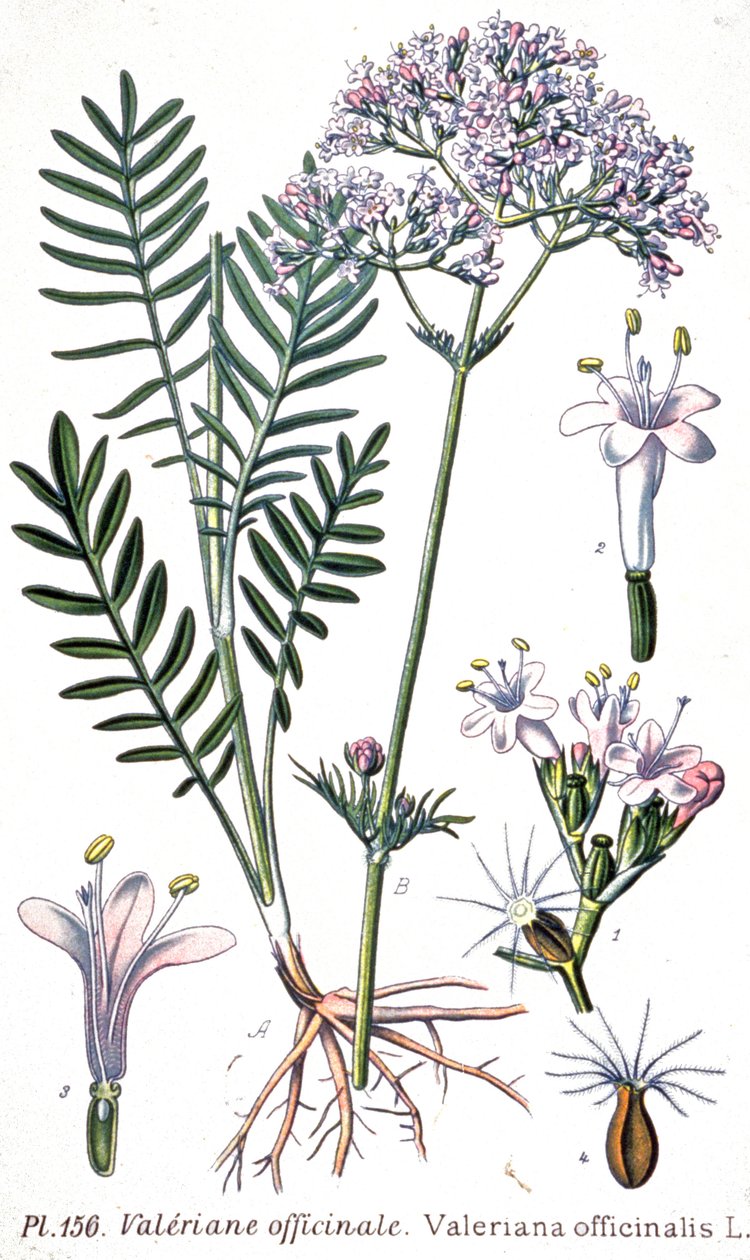 Valeriaan officinale door Unbekannter Künstler