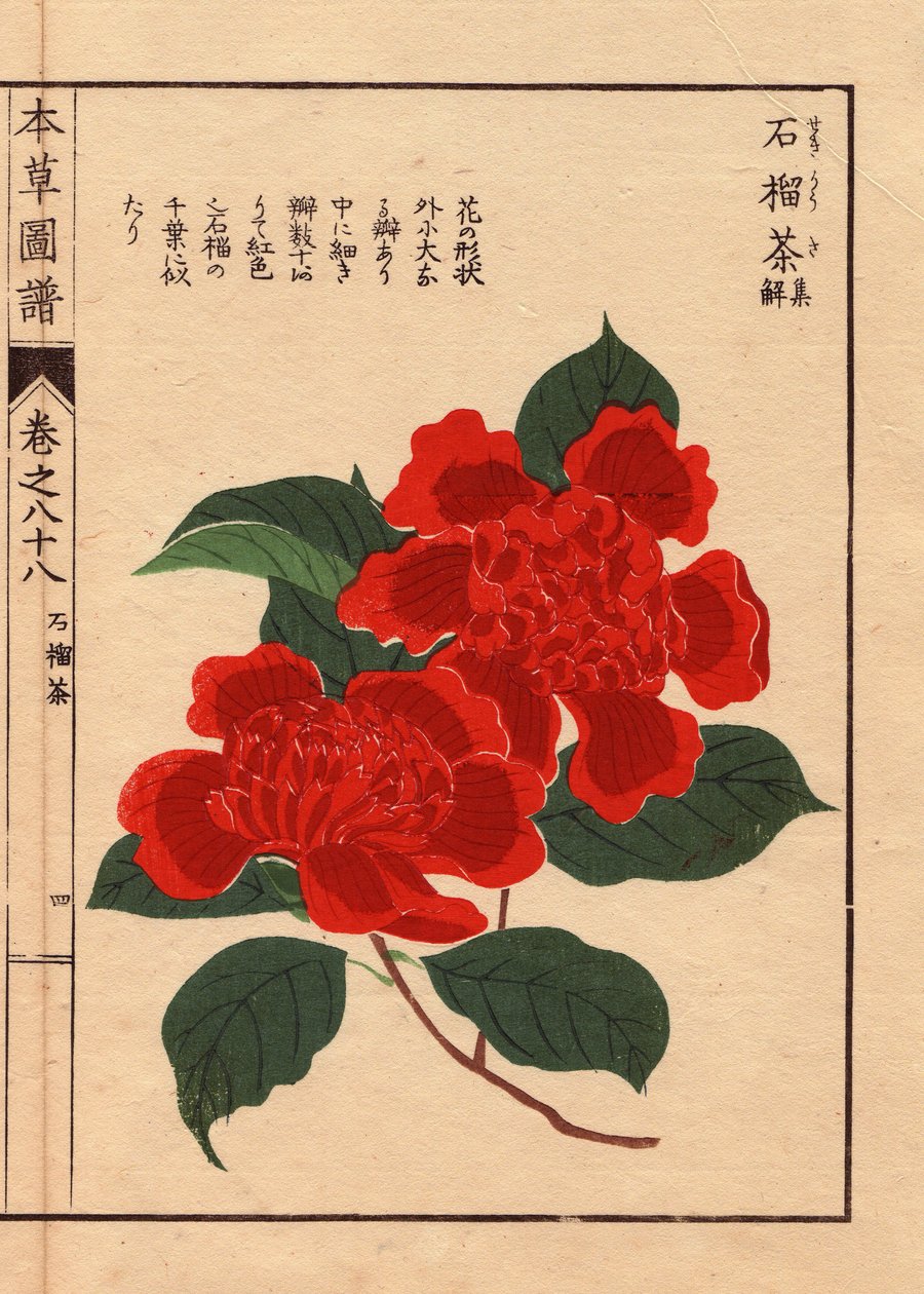 Variëteiten van Japanse camelia