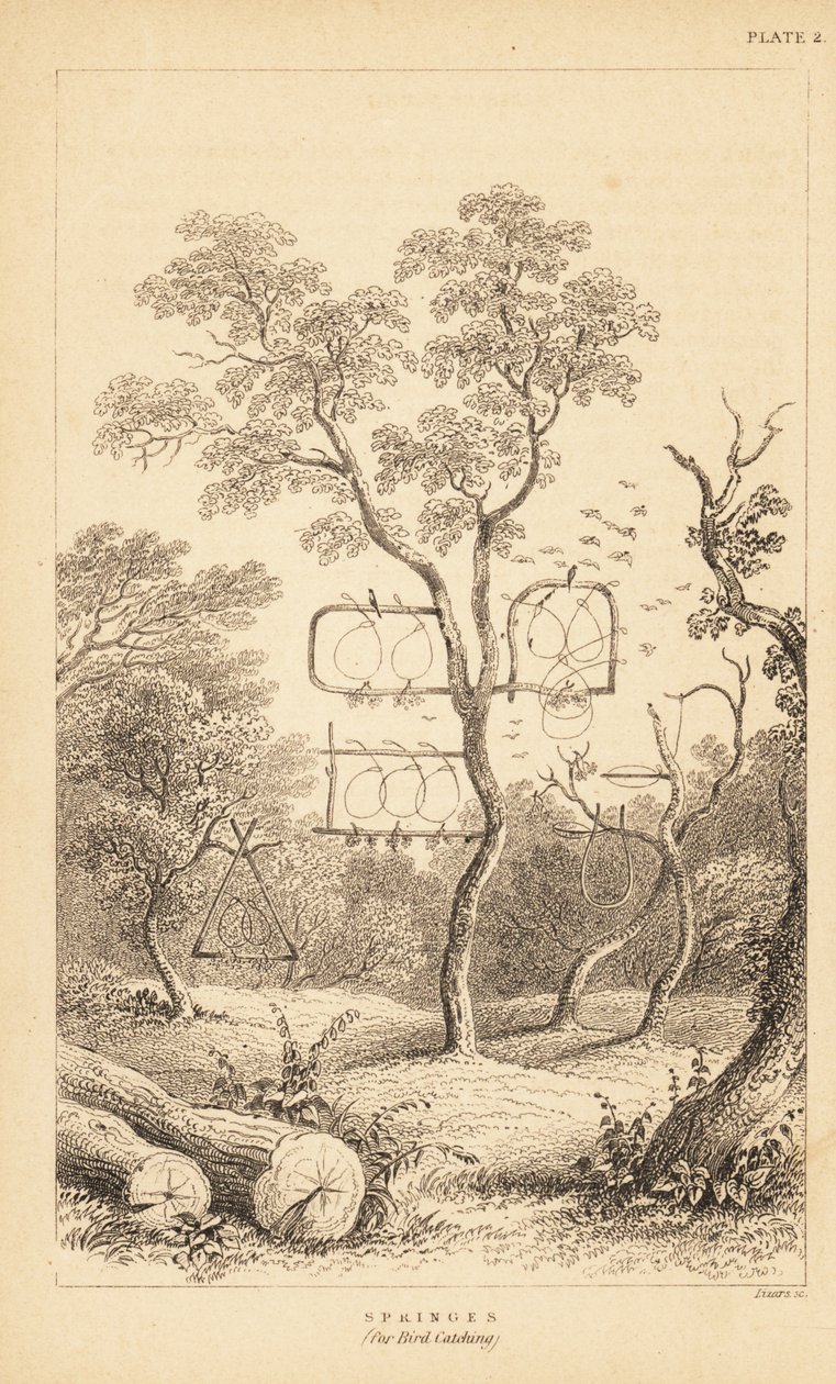 Variëteiten van draadvallen voor vogelvangst. 1889 (gravure) door Unbekannter Künstler