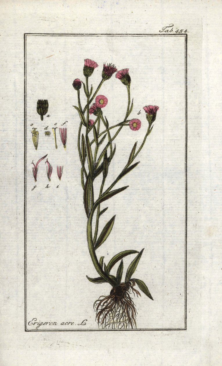 Vergerette acre (Erigeron acris). Lithografie uit “Afbeelding der Artseny-Gewassen” door Johannes Zorn (1739-1799), Nederland door Unbekannter Künstler
