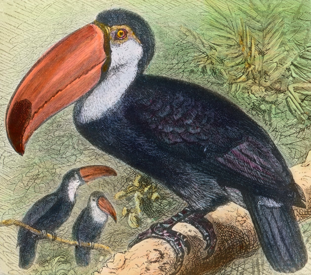 Bezoek aan de vogelafdeling in een dierentuin door Unbekannter Künstler