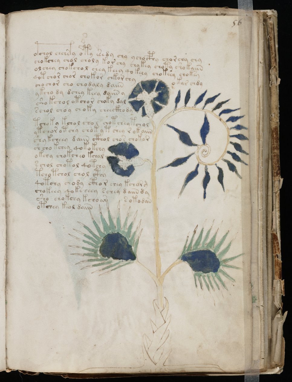 Voynich Manuscript folio 56r, ca. 1500 door Unbekannt