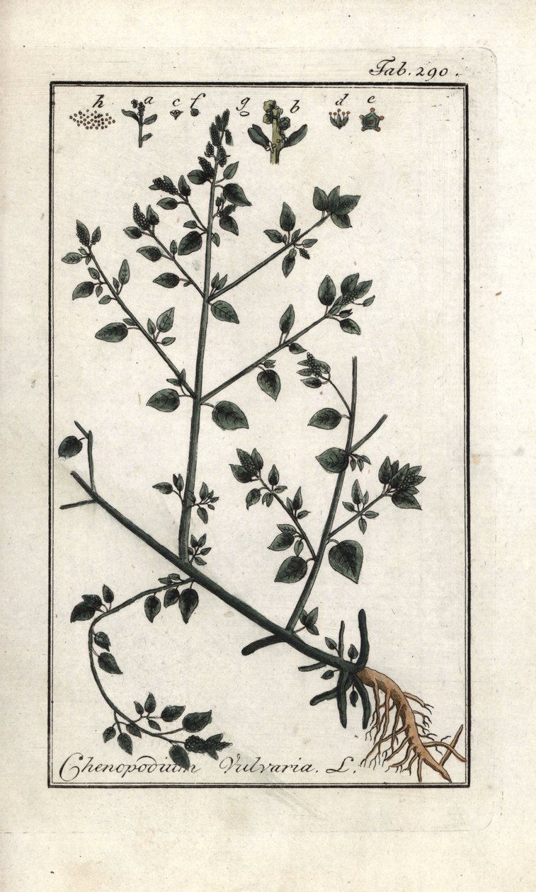 Vulvar (Chenopodium vulvaria). Lithografie uit 