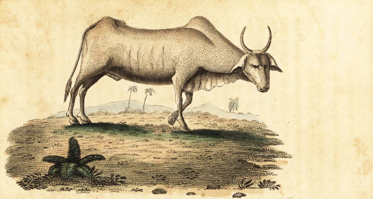 Waterbuffel, Bubalus bubalus, 1800 (gravure) door Unbekannter Künstler