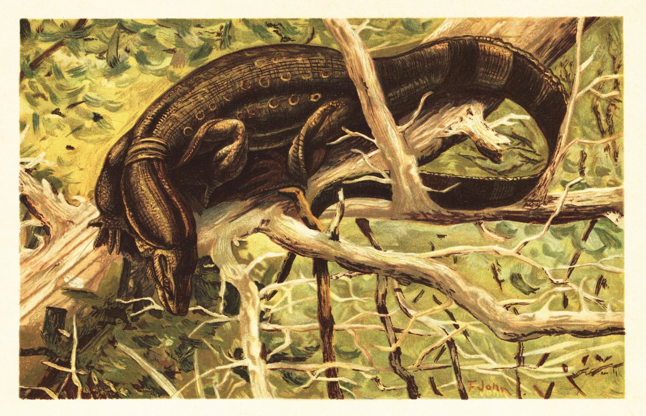 Watermonitor, Varanus salvator door Unbekannter Künstler