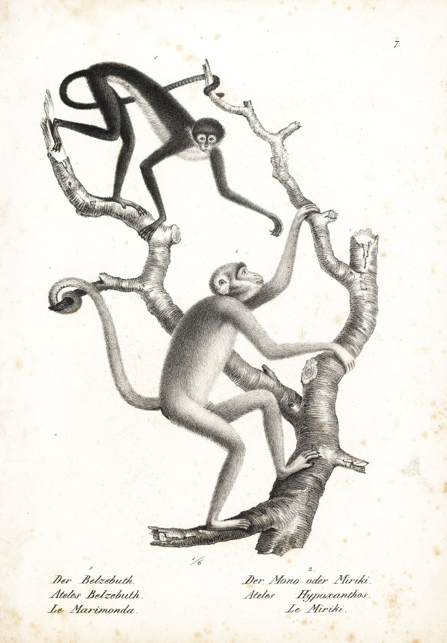 Witbuikspinaap, Ateles belzebuth (bedreigd), en noordelijke muriqui, Brachyteles hypoxanthus (Ateles hypoxanthus), ernstig bedreigd. Lithografie door Karl Joseph Brodtmann uit Heinrich Rudolf Schinz