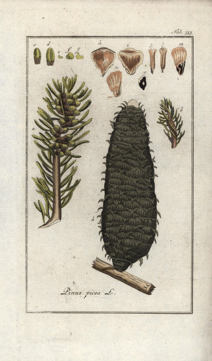Witte of pectine of Vogezen spar (Abies alba). Lithografie uit “Afbeelding der Artseny-Gewassen” door Johannes Zorn (1739-1799), Nederland door Unbekannter Künstler