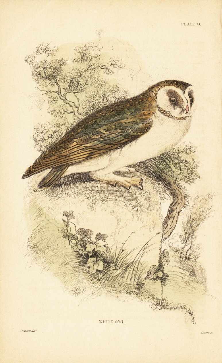 Witte uil of kerkuil, Tyto alba, zittend op een rots door Unbekannter Künstler