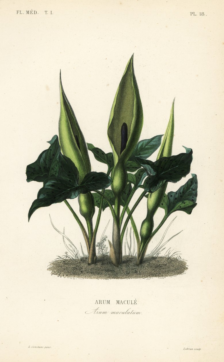 Gevlekte aronskelk, Arum maculatum door Unbekannt