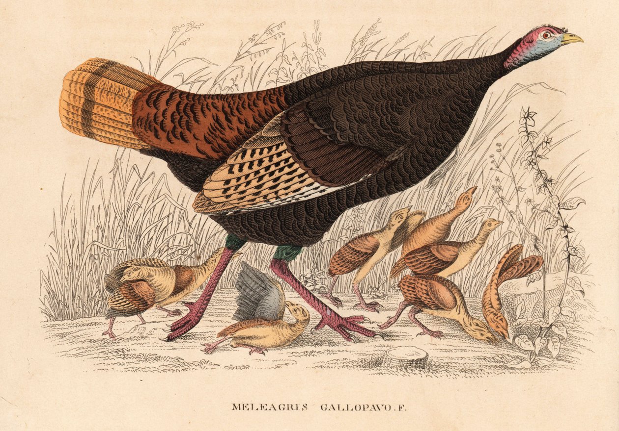 Wilde kalkoen, Meleagris gallopavo, hen met kuikens. Handgekleurde lithografie uit Georg Friedrich Treitschke