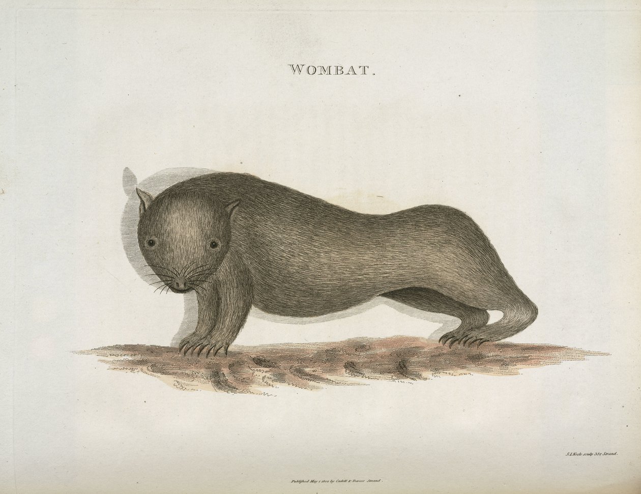 Wombat, Australië, ca. 1798 door Unbekannt