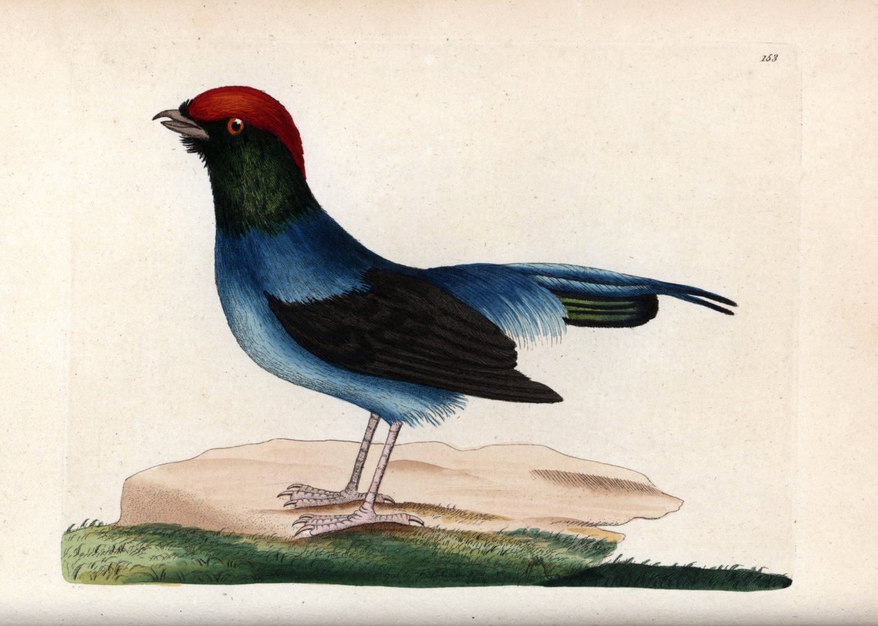 Wonderbaarlijke manakin (Chiroxiphia linearis). Ongesigneerde illustratie (George Shaw en Frederick Nodder). Lithografie in The Naturalist