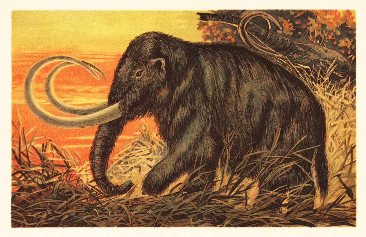 Wollige mammoet, Mammuthus primigenius door Unbekannter Künstler